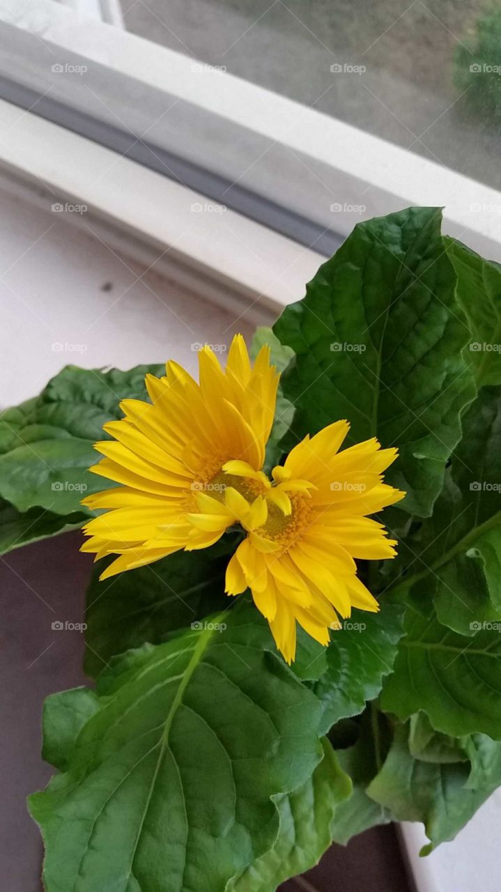 Siamese Twins Conjoined Yellow Flower