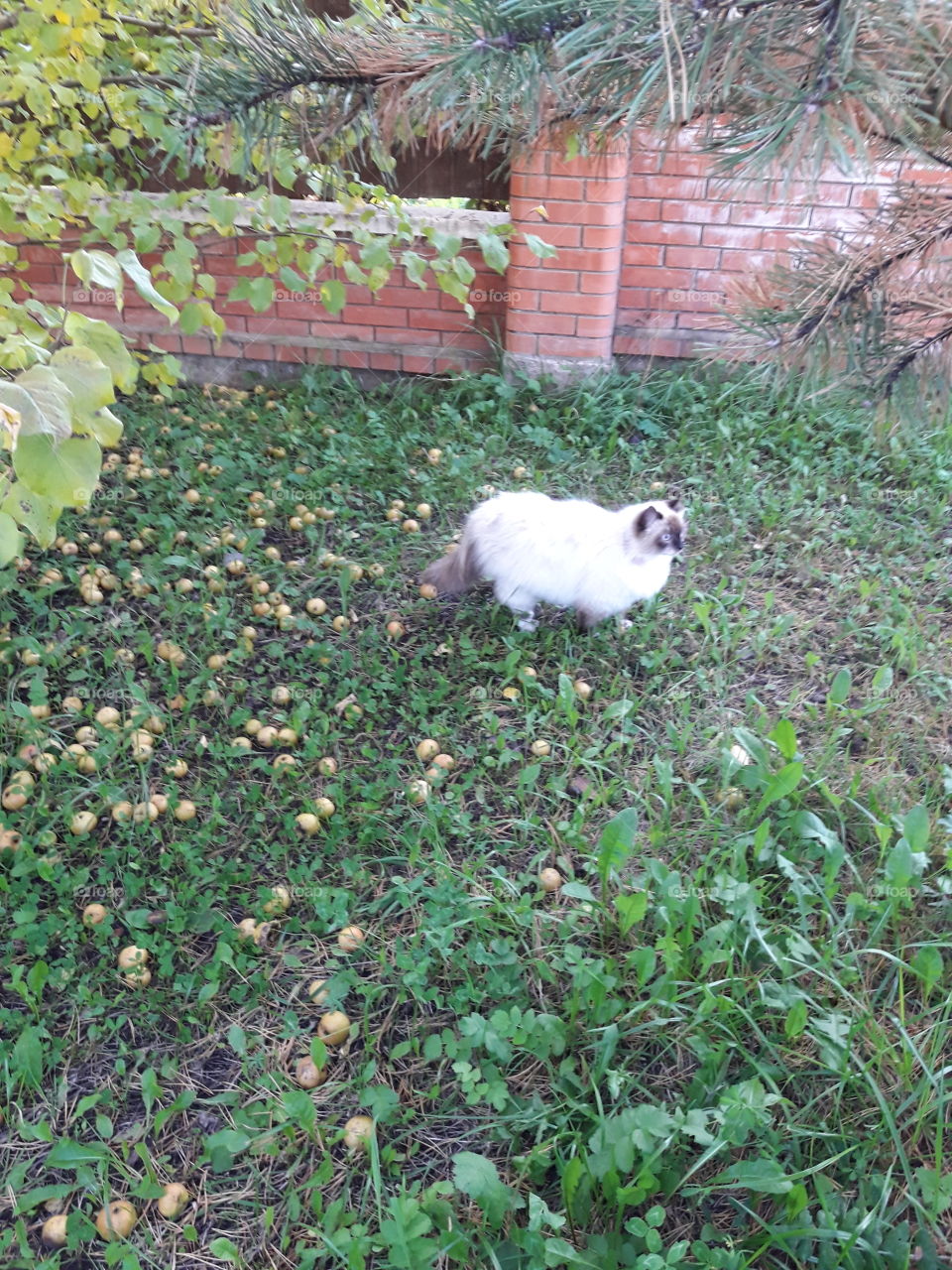 Сад осень груша кот Адольф