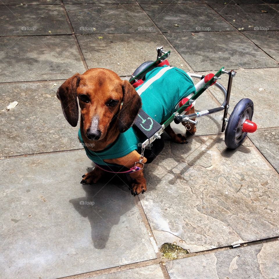 Disabled dog