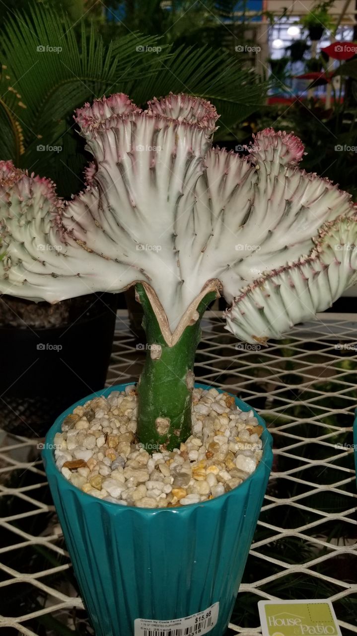 cactus mounstruo