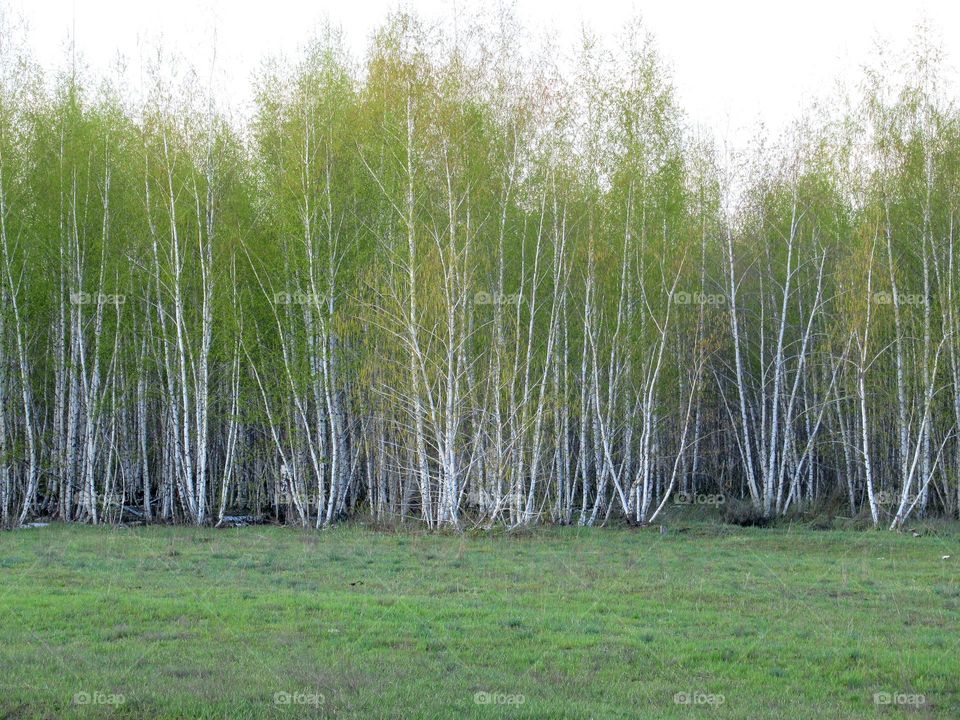 flowering, spring, greenery