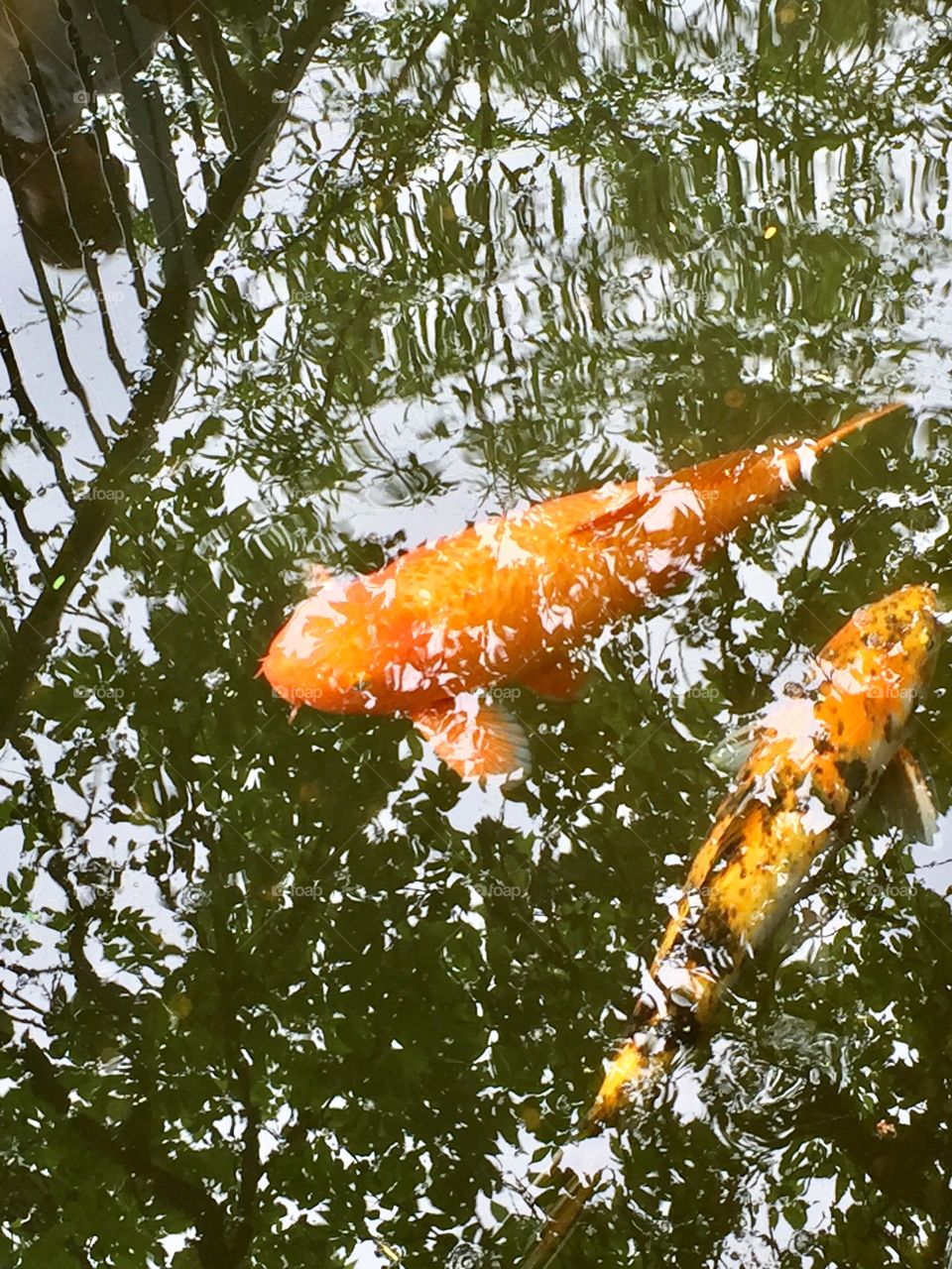 Fish swimming in a stream near the Alamo.
San Antonio, TX.