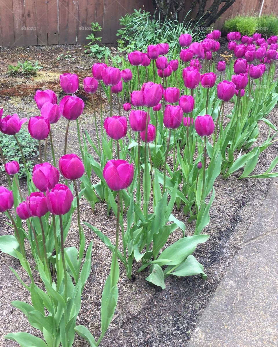 Passionate purple tulips 