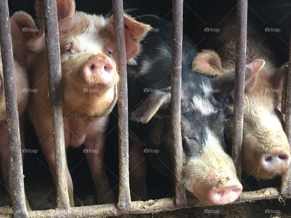 Three Little Piggies