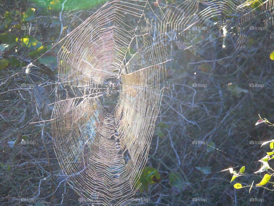 Spider Web. Huge spider web 