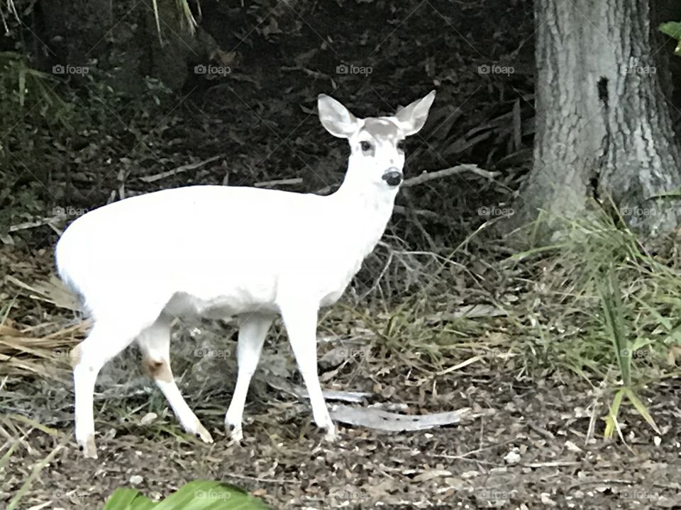 White deer