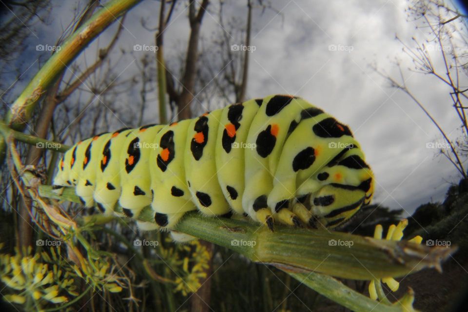 caterpillar