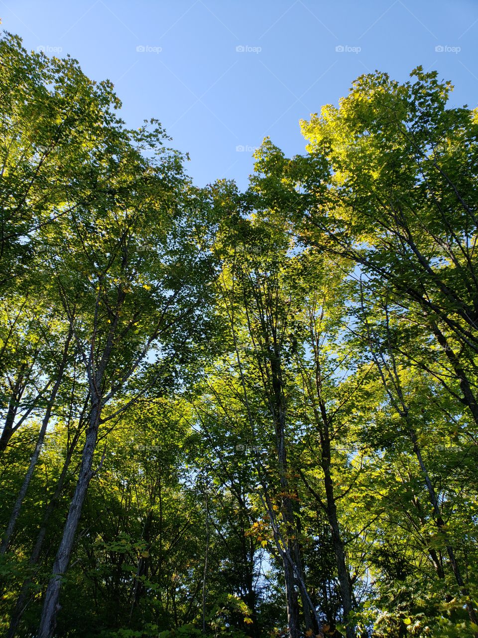 Tree Tops with sun shining through them against the blue sky