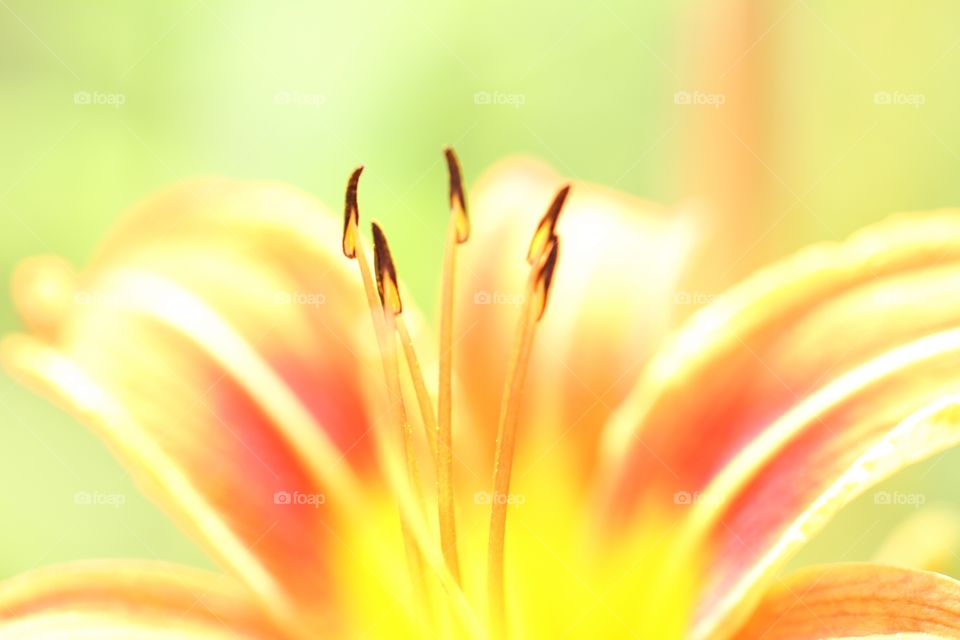 Day lily 