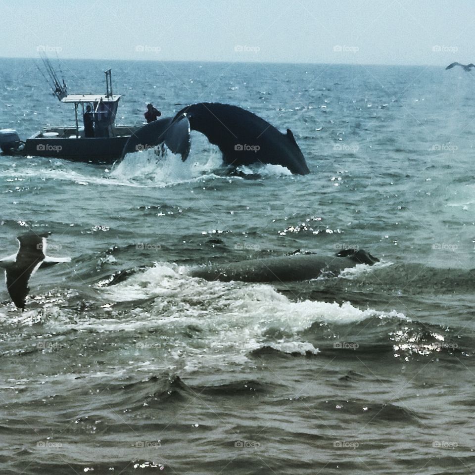 cape cod whale watching