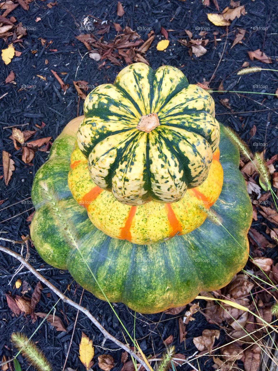 Autumn Squash 