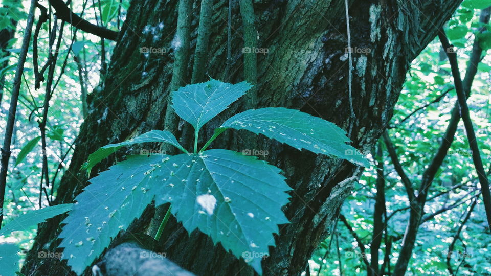 green leaf texture