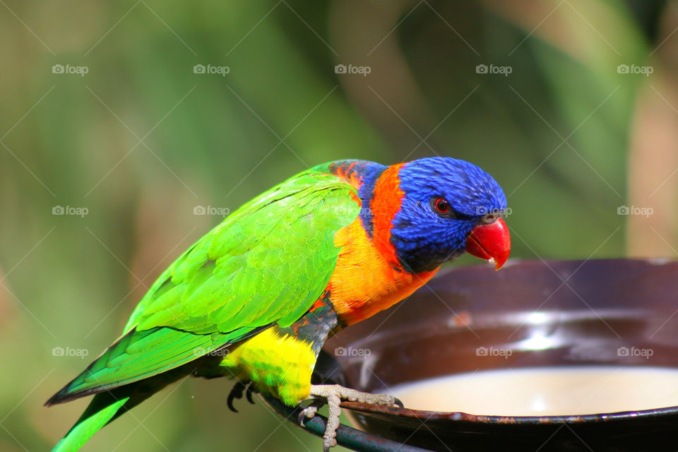 Close-up of rainbow lorikeet