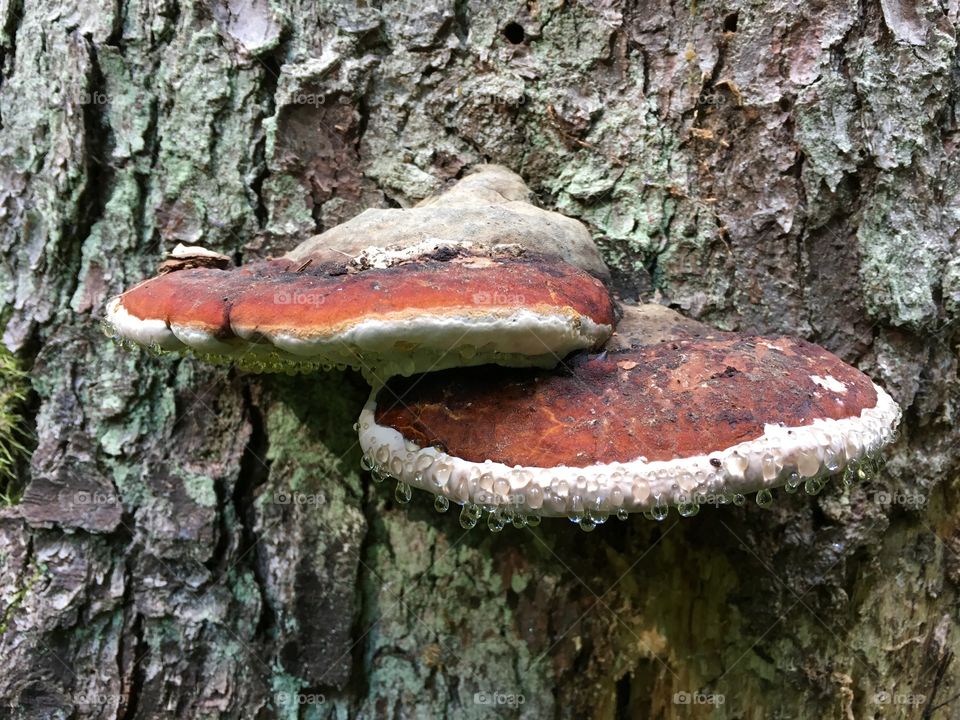 Ticka svamp, Polypore fungus, mushrooms , Getåravinen Nature Reserve

