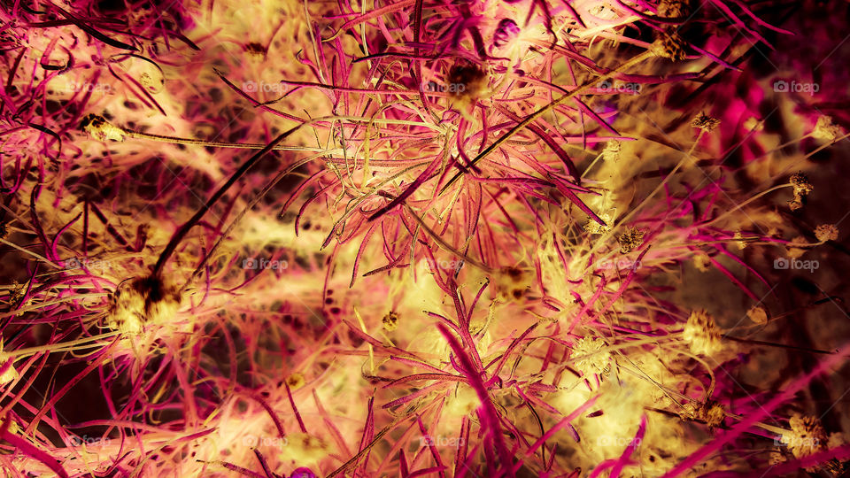 Ervas. Imagem modificada com filtros.