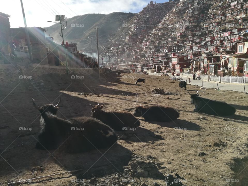 Nun stari at Se Da Buddhist Monastery and School in Sichuan Province, China.

Se Da is currently the largest Tibetan Buddhist school in the world and not open to westerners.