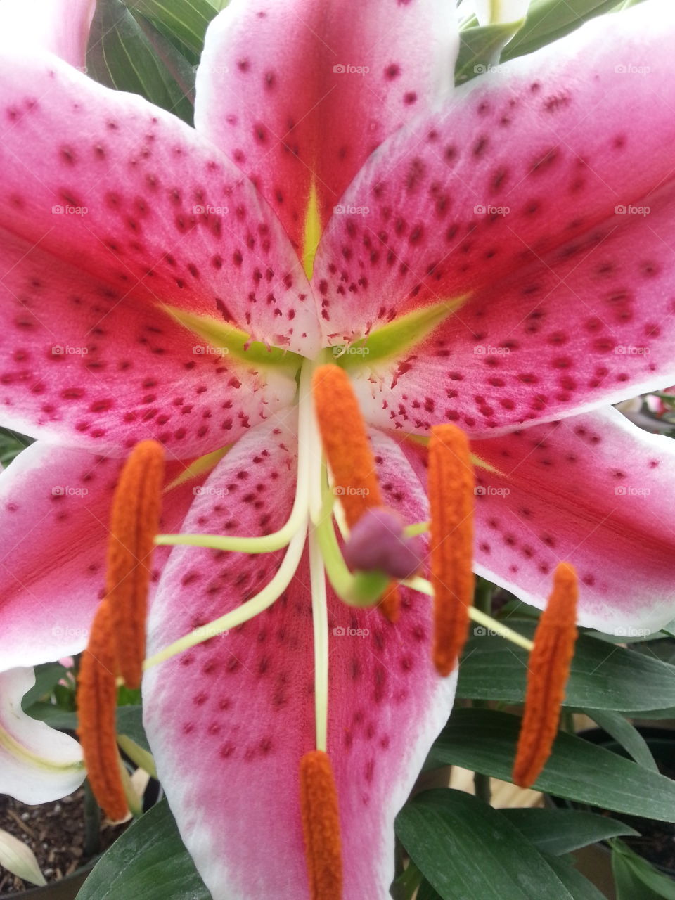 flower