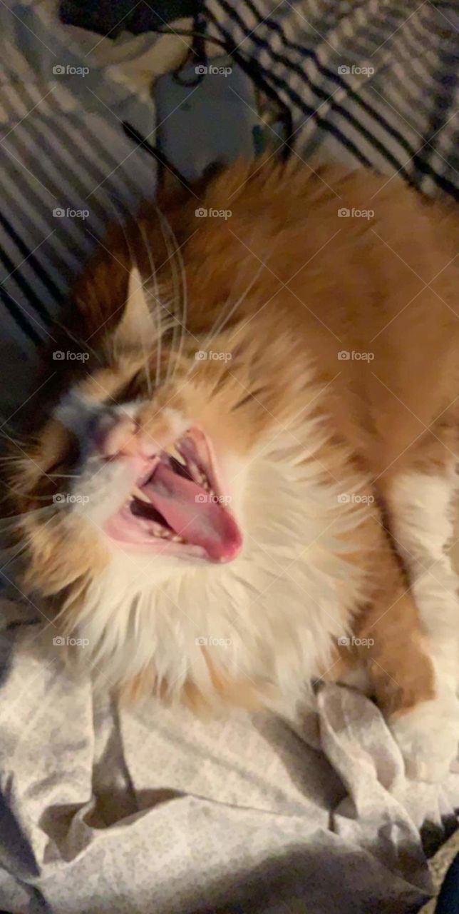 morning yawn...i mean roar!