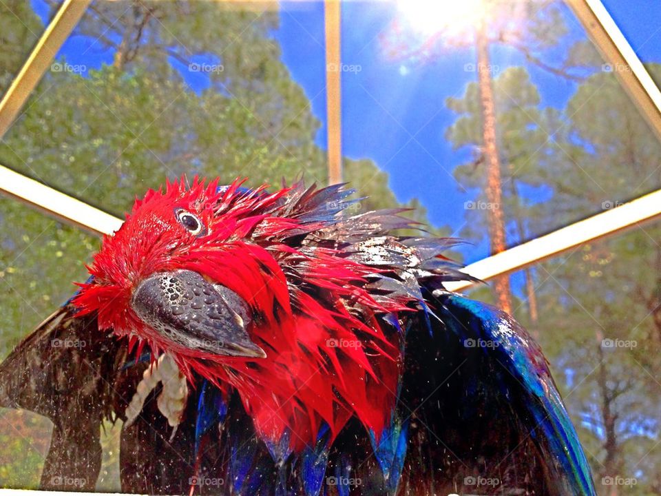 Wet Red Parrot 2