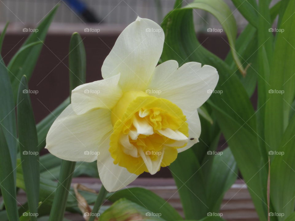 Flower in Downtown Buffalo
