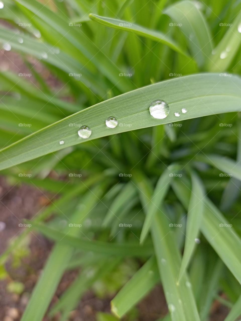 dew