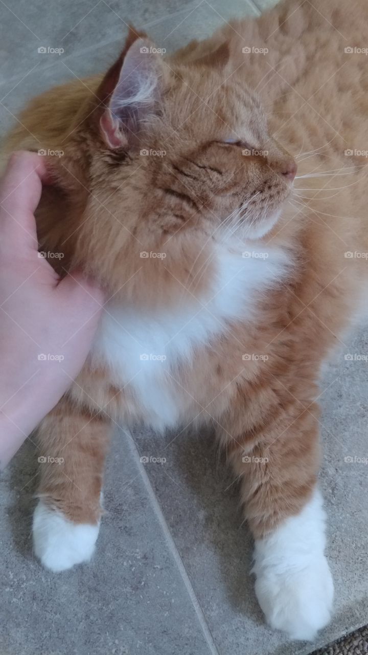 loves his scratching
