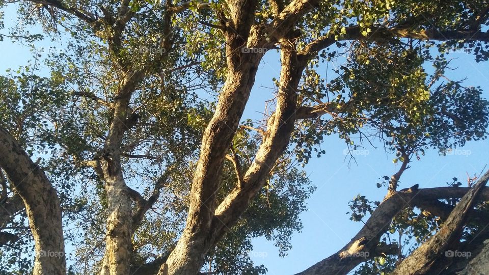 A beautiful scene of holy fig tree in the forest.
