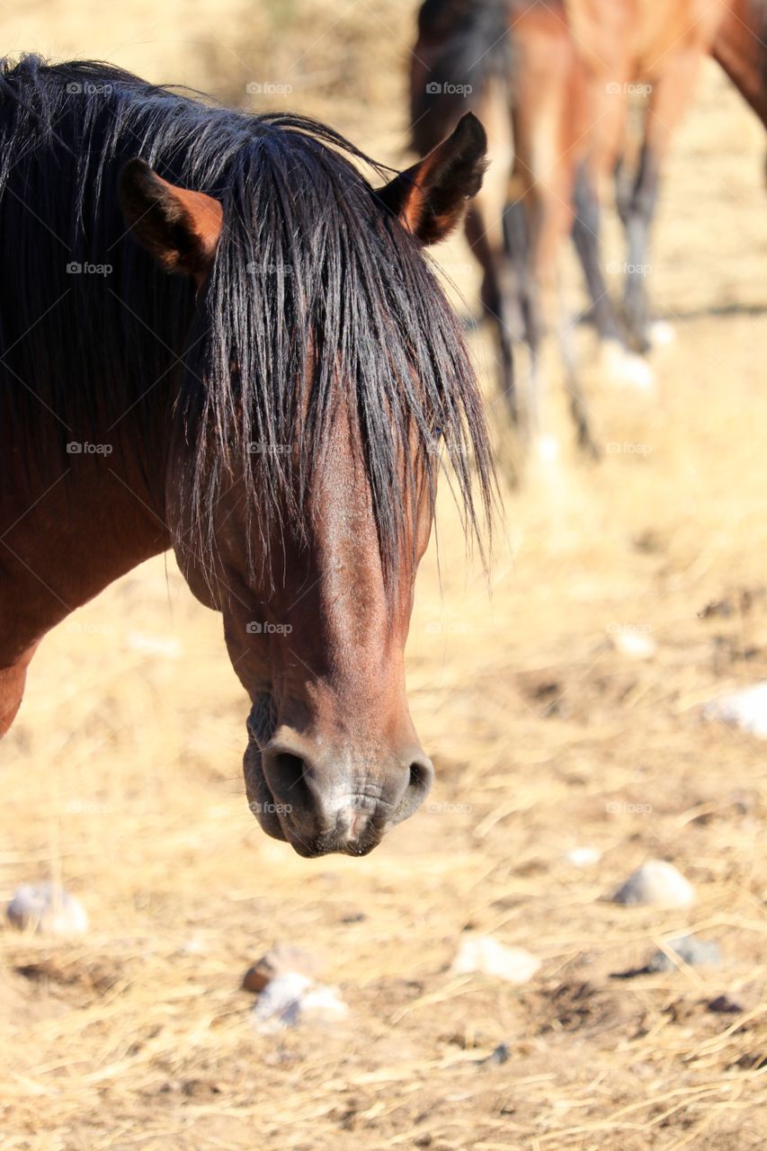 Headshot facing camera wild American mustang horse in the High Nevada Desert 