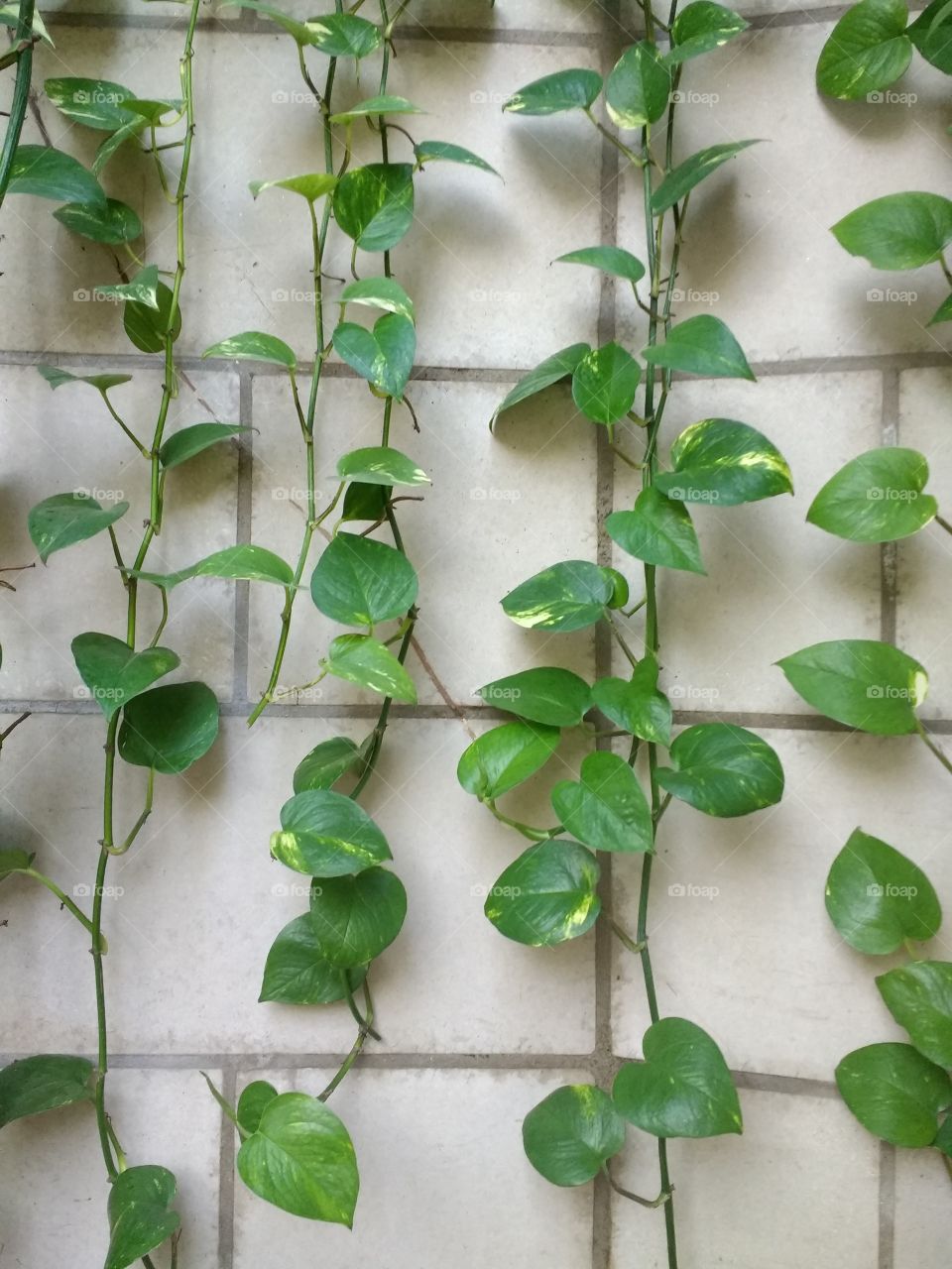 Green climbing vines on a white tiled wall