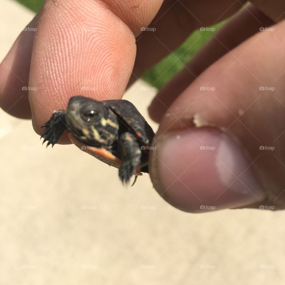 Tiny baby turtle found in South Pointe, PA. (Canonsburg)