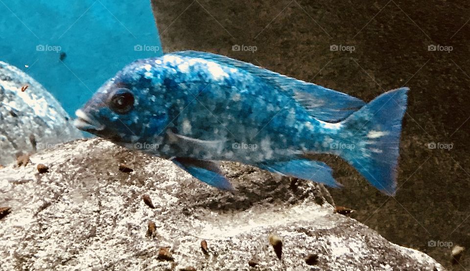 Grumpy looking blue mosaic fish at the Shedd Aquarium in Chicago, Illinois 