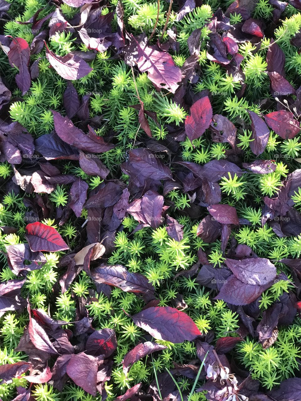 Deep purple leaves