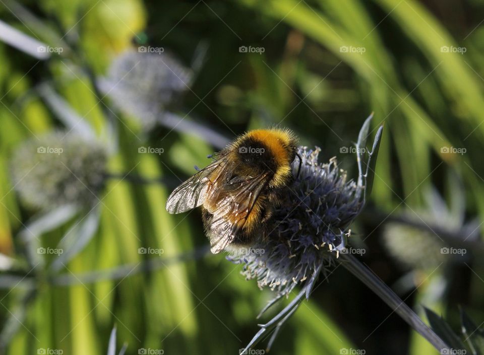 Bee