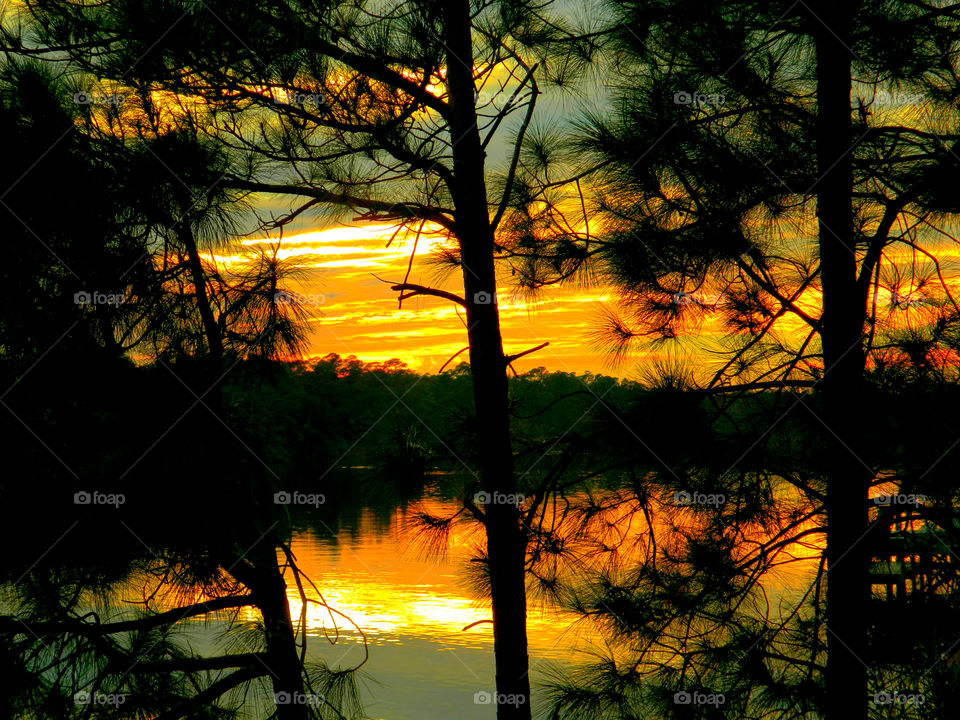 Reflection of silhouetted trees on lake during sunset