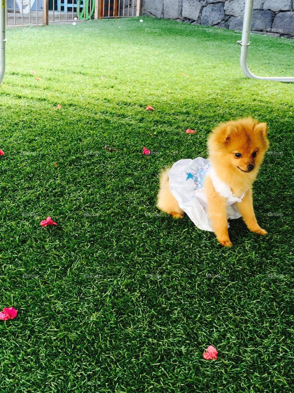 Lovly puppy Pomerania 