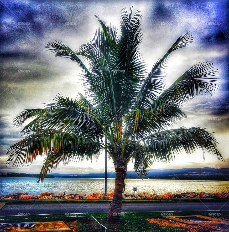Palm paradise
