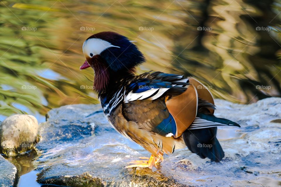 Mandarin duck. Mandarin duck in a river