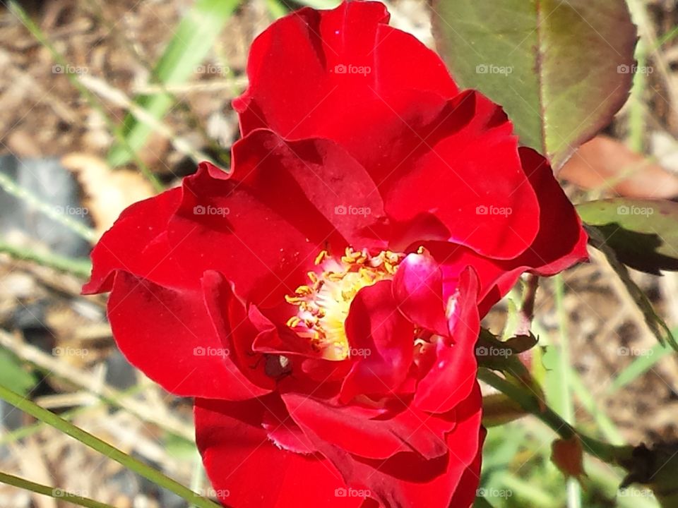 Simply beautiful red rose