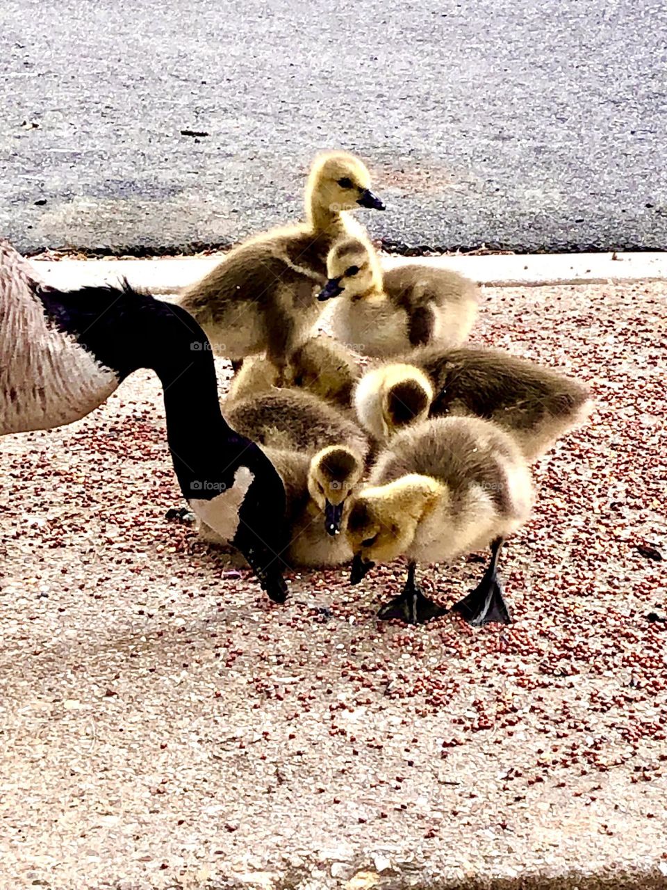 Looking adorable together . Geese family 