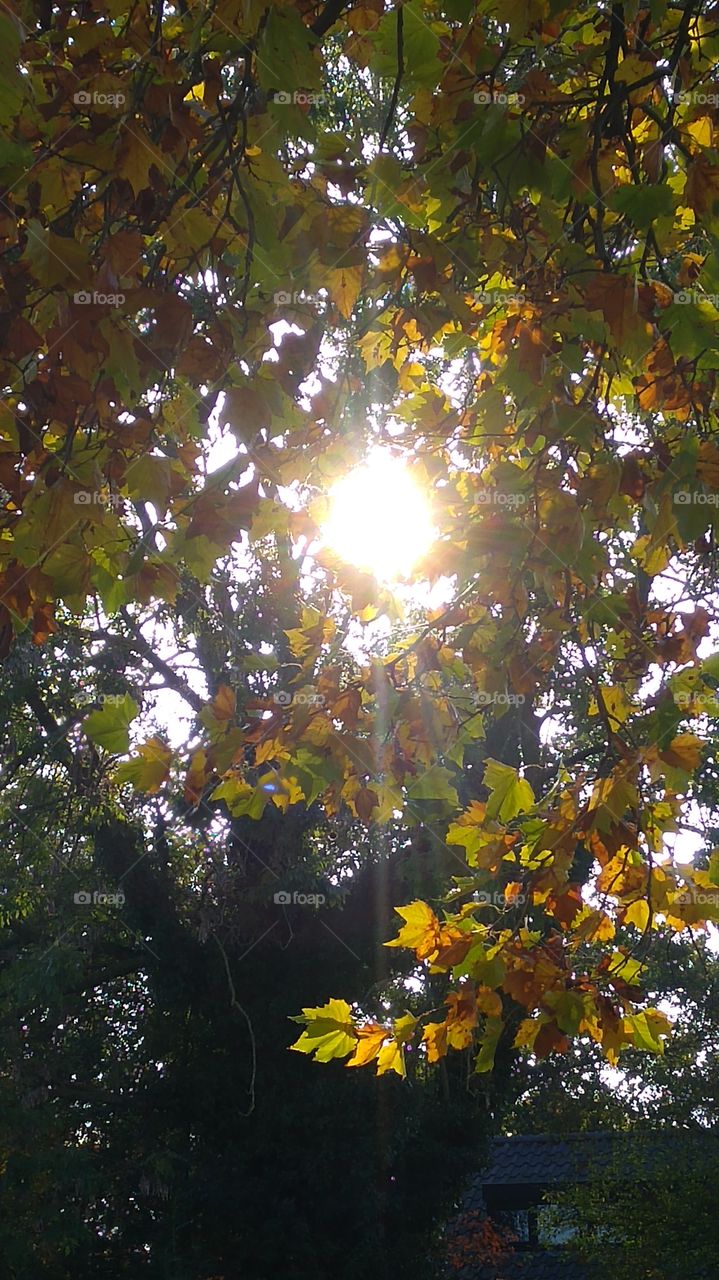 autumn tree with fall leaves with sunshine