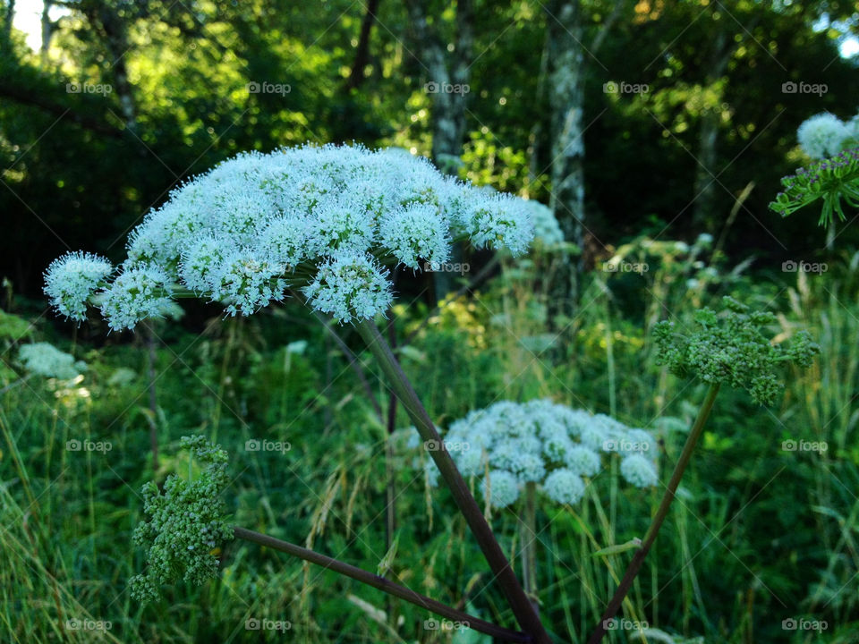 white sommar summer forrest by cabday