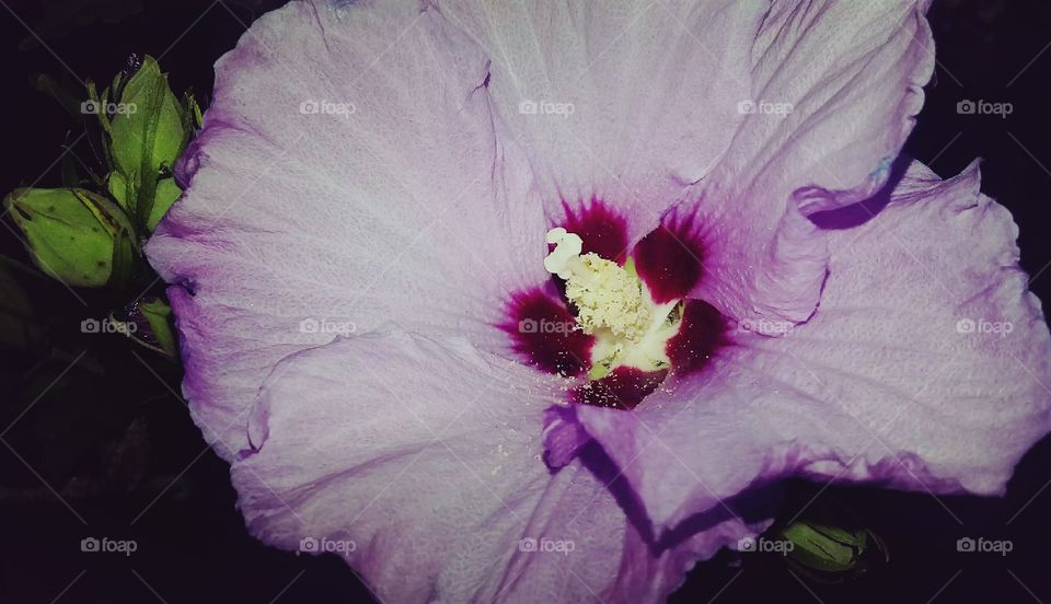 Flower, No Person, Flora, Color, Nature