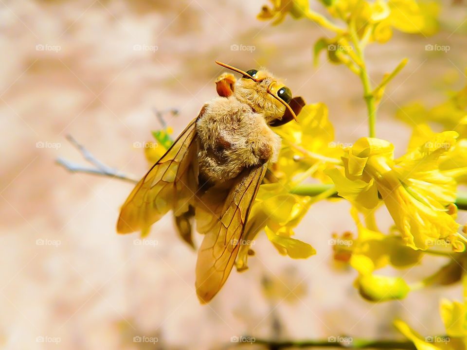 Large Bee 