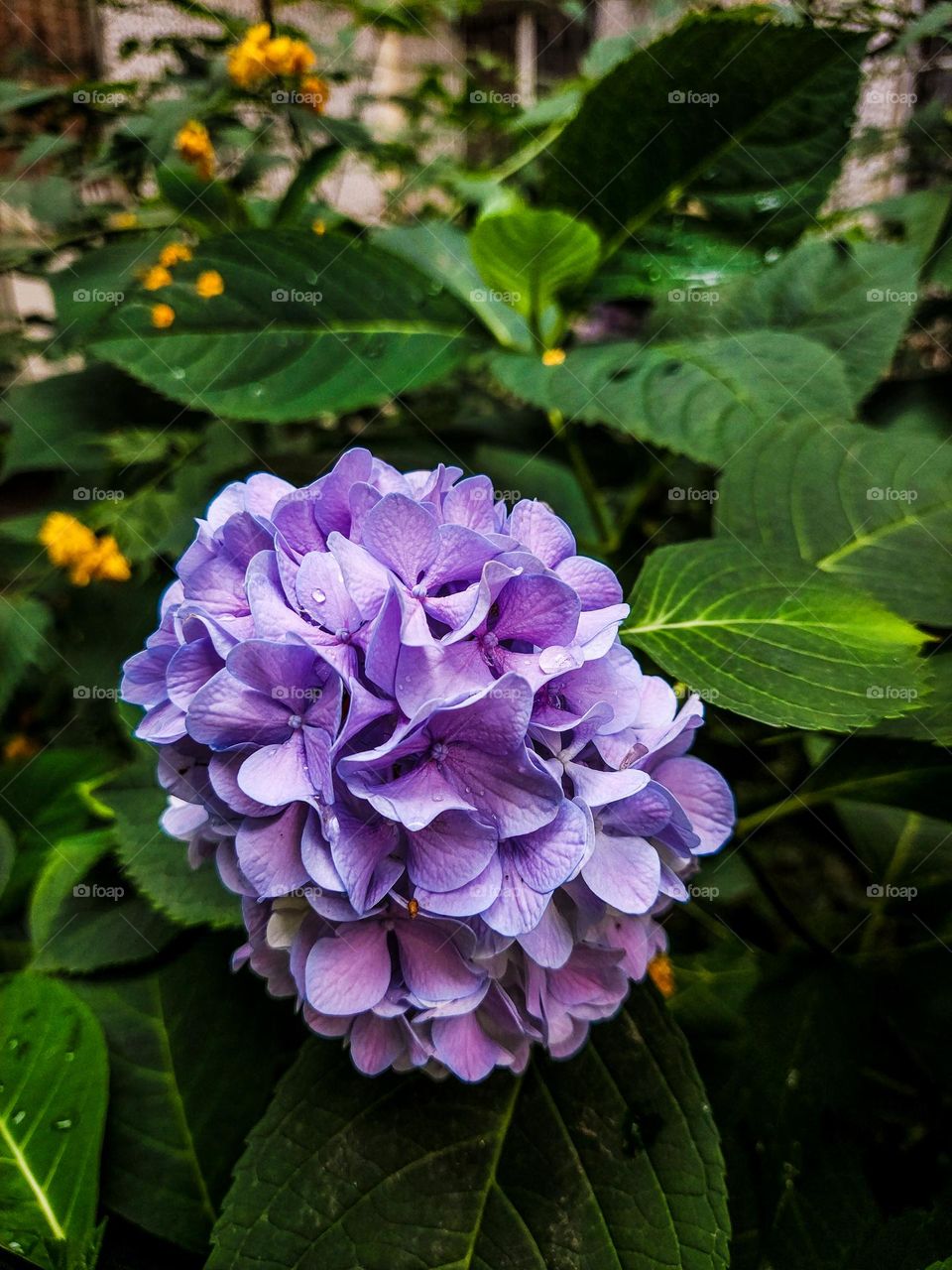 hydrangea
