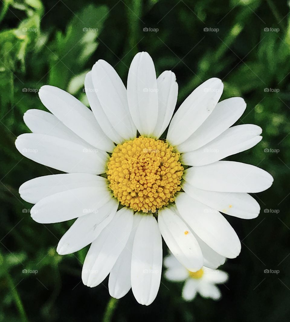 Daisy daisy