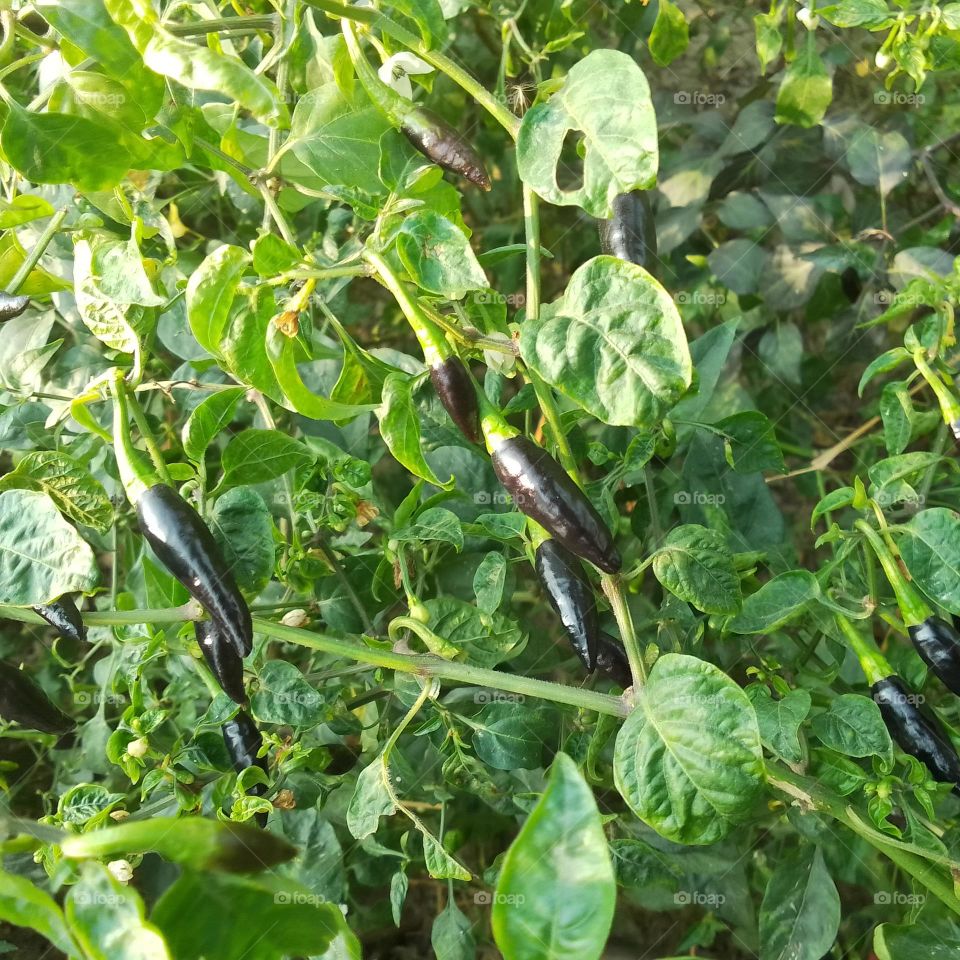 #Black chilli