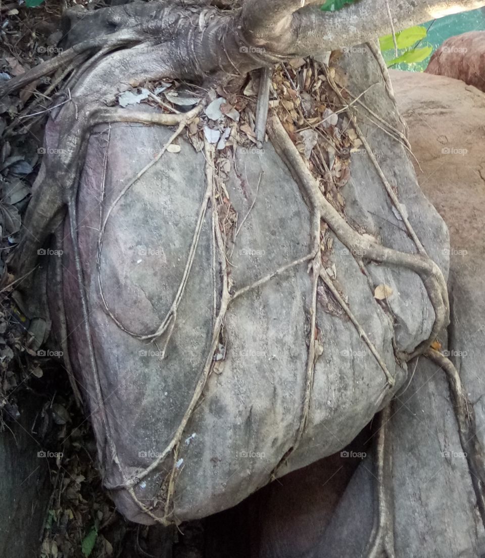 Like a Heart Picture