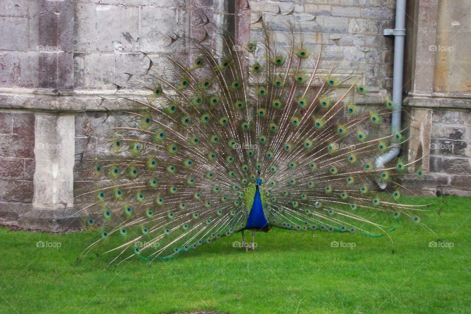 peacock