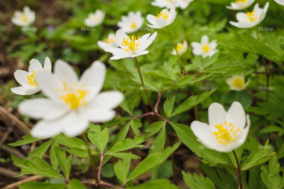 "The Beauty of White Anemones"