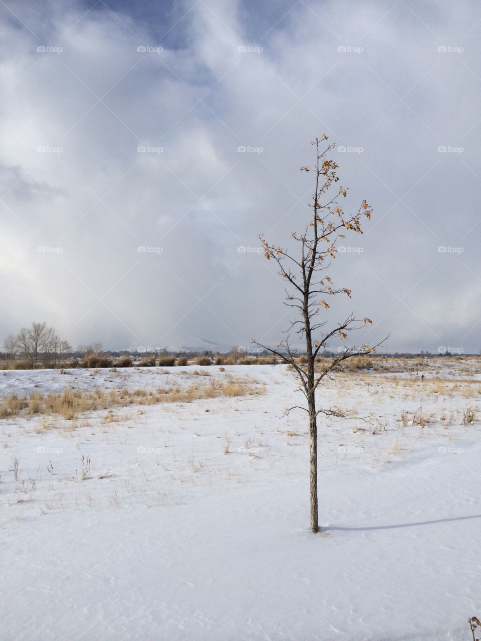 Little tree in winter